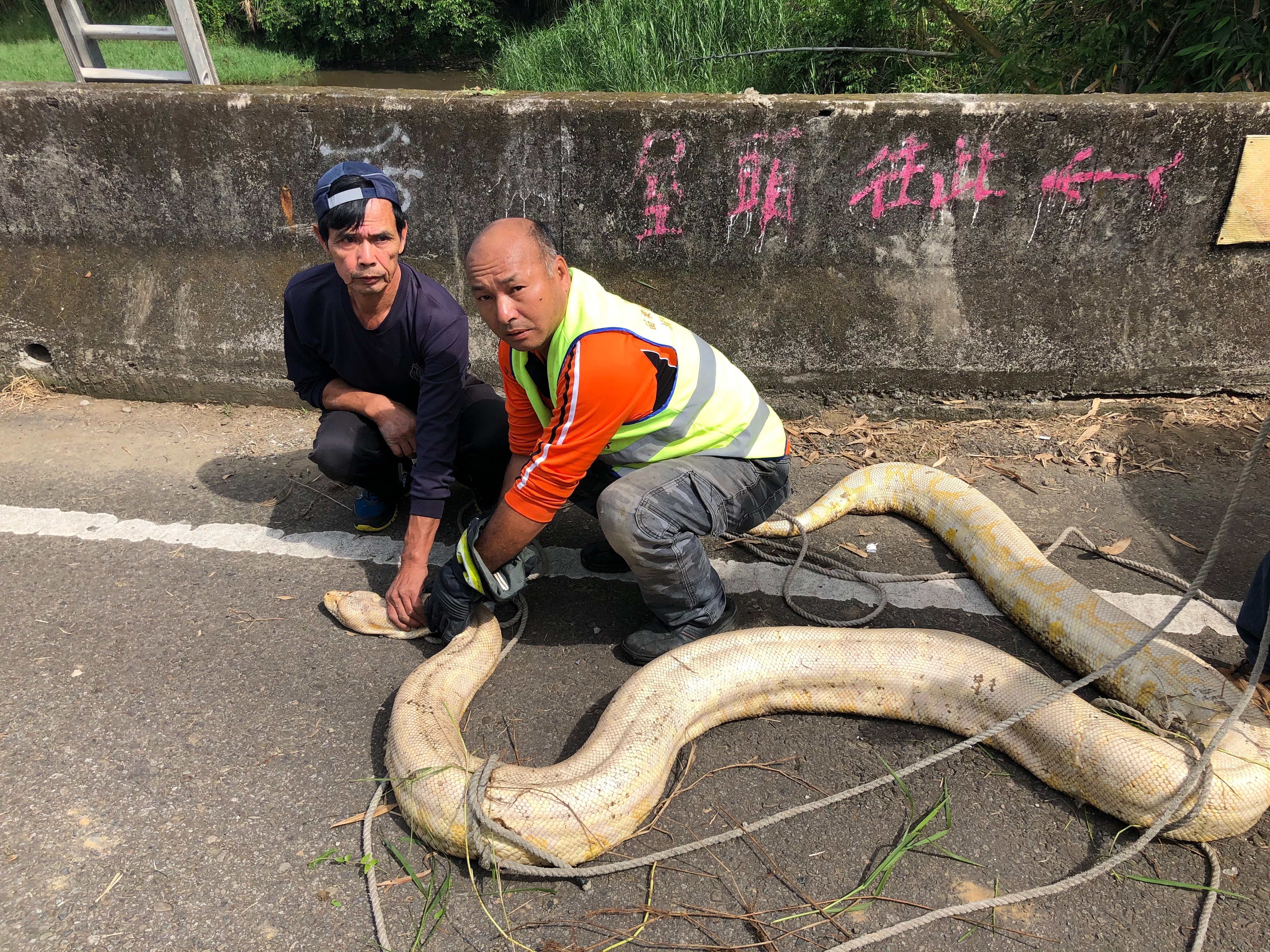 嚇死人 3米黃金蟒重達百斤遭棄鄉間6壯漢合力抬起 籲飼主快領回 Ettoday寵物雲 Ettoday新聞雲