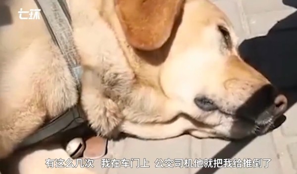▲導盲犬淘寶被公車拒載。（圖／翻攝自澎湃新聞，下同）