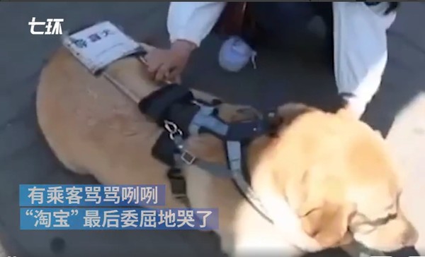 ▲導盲犬淘寶被公車拒載。（圖／翻攝自澎湃新聞，下同）
