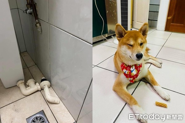 ▲▼柴犬財財。（圖／網友李明峻授權提供）