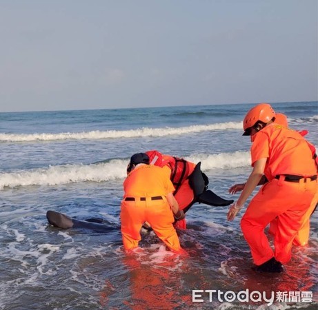 ▲南部分署第11岸巡隊將軍安檢所人員巡邏發現小虎鯨擱淺，海巡人員協助牠成功回歸美麗大海。（圖／記者林悅翻攝，下同）