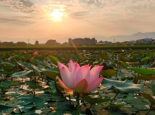 ▲白河蓮花。（圖／網友吳曉霞授權提供，請勿隨意翻拍，以免侵權。 ）