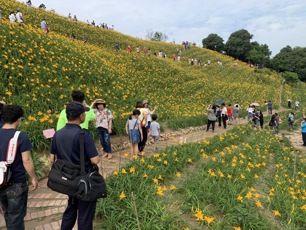 ▲彰化花壇鄉虎山巖金針花海人潮大爆滿。（圖／民眾提供）