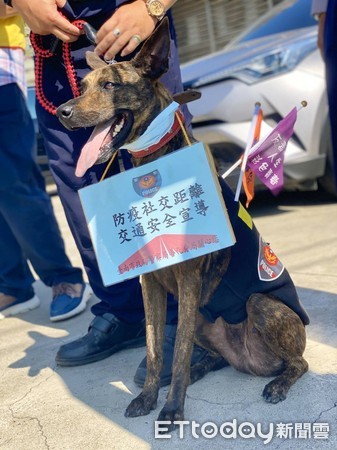 ▲台南市警善化分局前往善化區「牛墟市集」，執行交安及防疫等宣導，警衛犬「霸王」也參與其中，身前掛著宣導標語，受到注目吸睛。（圖／記者林悅翻攝，下同）