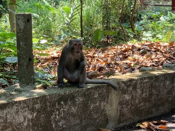 ▲彰化鼓山寺旁步道有可愛獼猴群。（圖／彰化榮家政風室主任劉昌元提供）