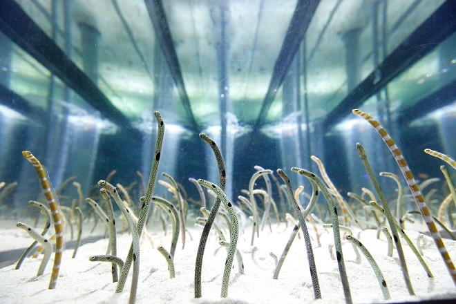 隔離太久忘記人類長相 水族館緊急號召 打視訊給花園鰻 藍傘菇 鍵盤大檸檬 Ettoday新聞雲