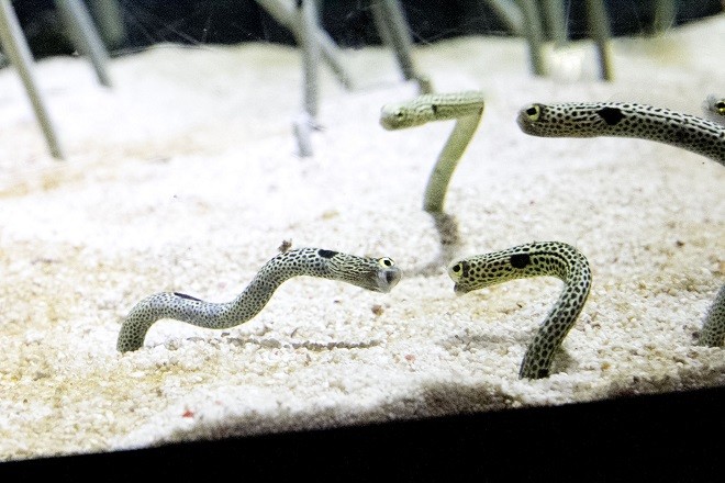 ▲▼花園鰻（圖／翻攝自墨田水族館）