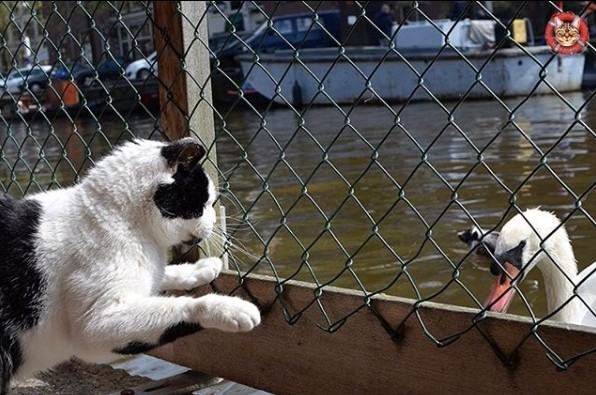 ▲▼世界唯一漂浮貓咪收容所。（圖／翻攝自Instagram／depoezenboot.amsterdam）