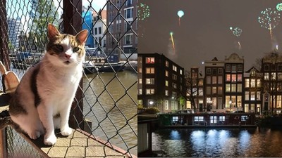 為浪浪買了兩艘船　荷蘭「漂浮貓咪收容所」　浪貓在河畔找到幸福