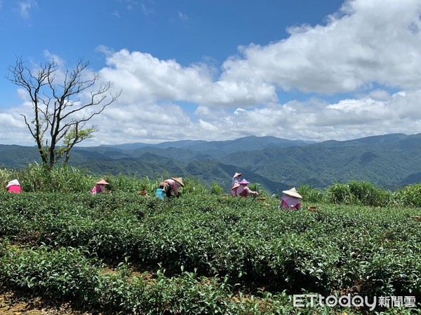 ▲ 新北坪林文山包種春茶飄濃香 早鳥預購75折優惠報你知。（圖／新北市農業局提供）