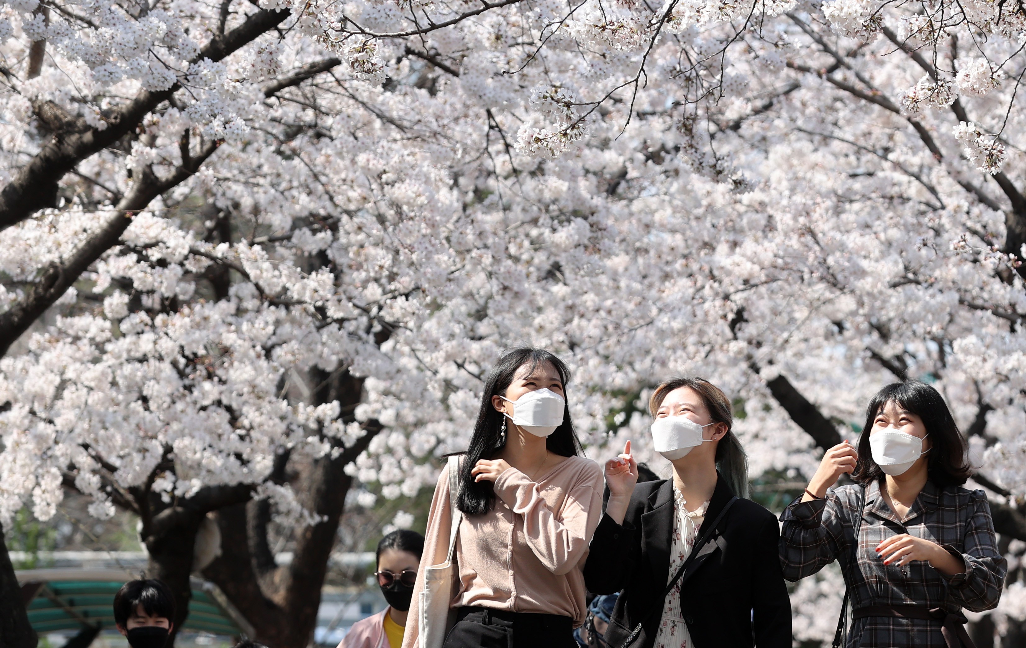 ▲▼ 櫻花滿開的首爾街頭。（圖／達志影像）