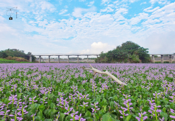 ▲雲林大埤鄉北鎮村抽水站花海。（圖／攝影師《飛翔在天際》提供，請勿隨意翻拍，以免侵權。）