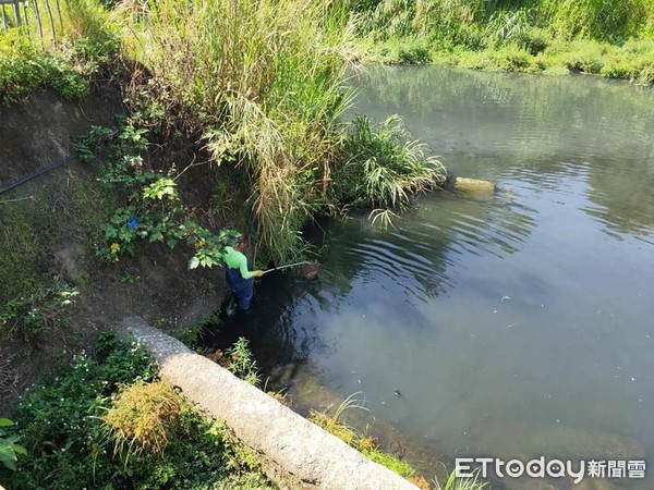 ▲▼南投竹山鎮下坪橋下方水域，出現魚群暴斃，鎮公所通知環保局採檢水體，研判是天氣突轉熱，水體深氧量不足造成。（圖／ 竹山鎮公所提供，下同）