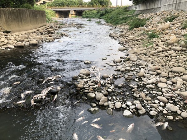 ▲天氣轉熱，桃園茄苳溪發現大量死魚。