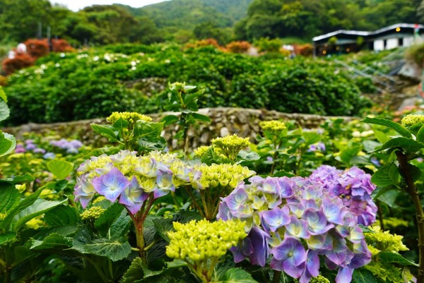 ▲竹子湖大梯田繡球花5/3花況。（圖／網友林卉姍提供，請勿隨意翻拍，以免侵權）