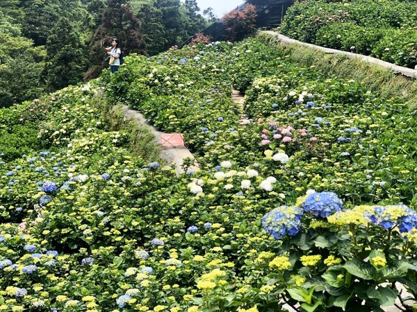 ▲大梯田花卉生態農園。（圖／翻攝自大梯田花卉生態農園粉專）