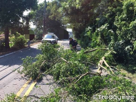 ▲通霄鎮1棵大樹無預警斷裂，影響當地民眾交通往來，員警獲報後自備電鋸，將樹鋸開移除恢復交通             。（圖／記者黃孟珍翻攝，下同）