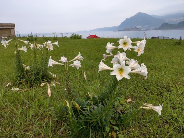 ▲基隆八斗子公園百合花盛開。（圖／海科館提供）