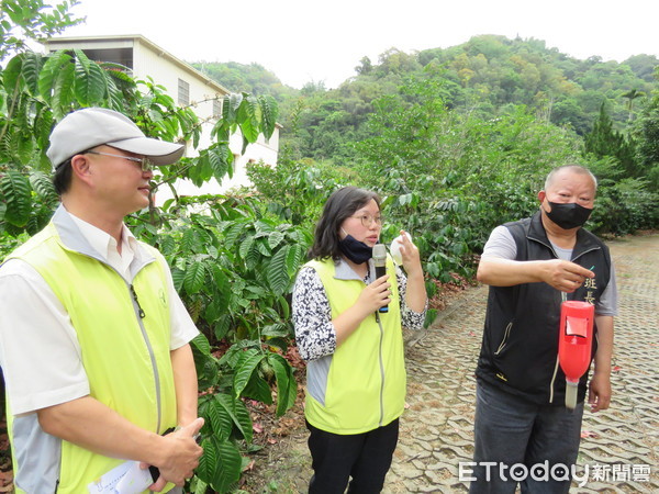 ▲▼南投縣國姓鄉咖啡農，採用茶改場改良型紅色誘捕器，利用氣味誘捕咖啡果小蠹成效良好。（圖／記者張弘昌攝，下同）