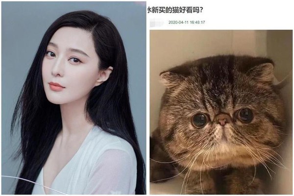 范冰冰（左）被爆花費百萬元購入3隻名種貓，其中一隻加菲貓（右圖）要價新台幣85萬元，比同種貓咪的市價貴了10倍。（翻攝自微博）