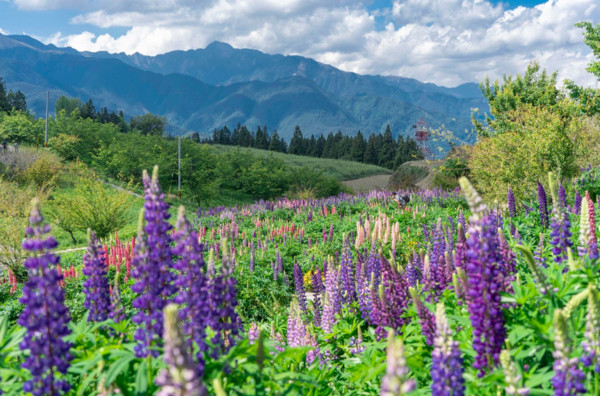 ▲福壽山農場。（圖／翻攝自《福壽山農場 Fushoushan Farm》臉書專頁。）