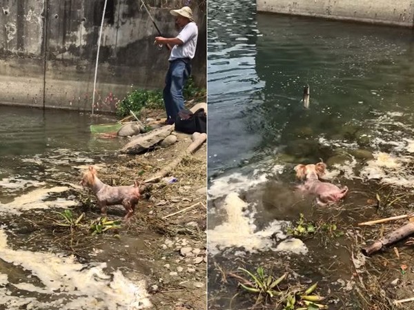 ▲▼約克夏才剛美容完，隔天就衝進水裡抓魚。（圖／有點毛毛的／網友劉家宏提供）