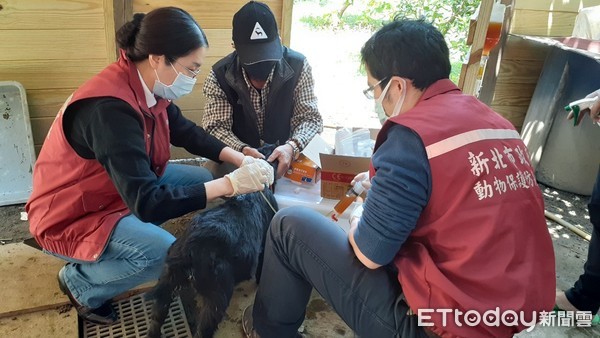 ▲羊咩咩突然癱軟！獸醫診斷發現「食物出問題」　打營養針讓牠站起來。（圖／新北市政府動保處提供）