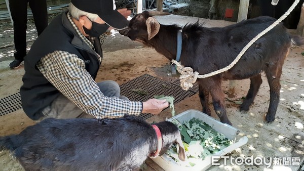 ▲羊咩咩突然癱軟！獸醫診斷發現「食物出問題」　打營養針讓牠站起來。（圖／新北市政府動保處提供）