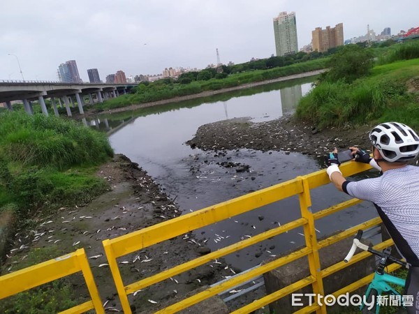 ▲▼古亭河濱公園魚群暴斃。（圖／民眾提供，請勿隨意翻拍，以免侵權。）