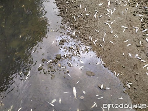 ▲▼古亭河濱公園魚群暴斃。（圖／民眾提供，請勿隨意翻拍，以免侵權。）