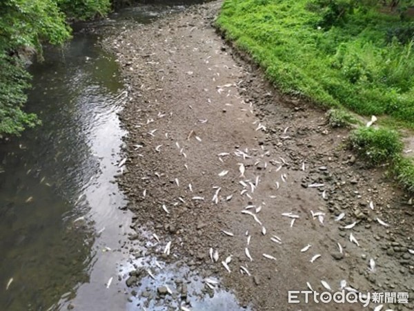 ▲▼古亭河濱公園魚群暴斃。（圖／民眾提供，請勿隨意翻拍，以免侵權。）