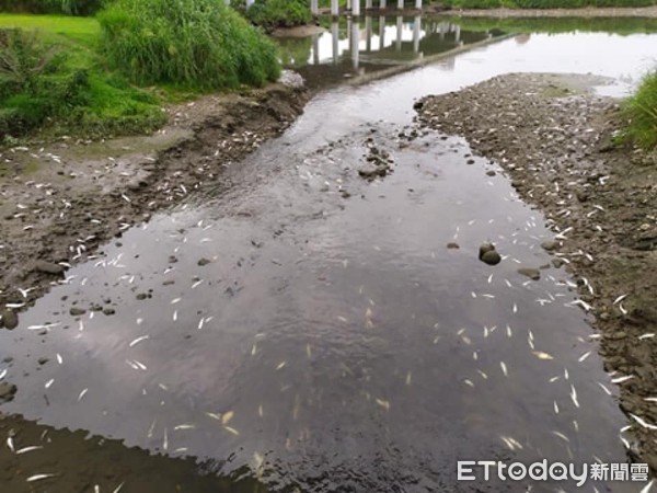 ▲▼古亭河濱公園魚群暴斃。（圖／民眾提供，請勿隨意翻拍，以免侵權。）