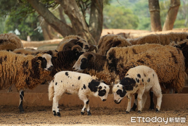 ▲六福村園區裡的四角羊寶寶與小疣豬（圖／福福村提供）