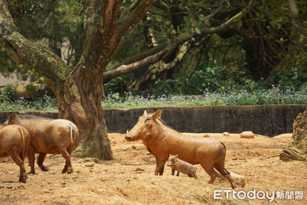 ▲六福村園區裡的四角羊寶寶與小疣豬（圖／福福村提供）