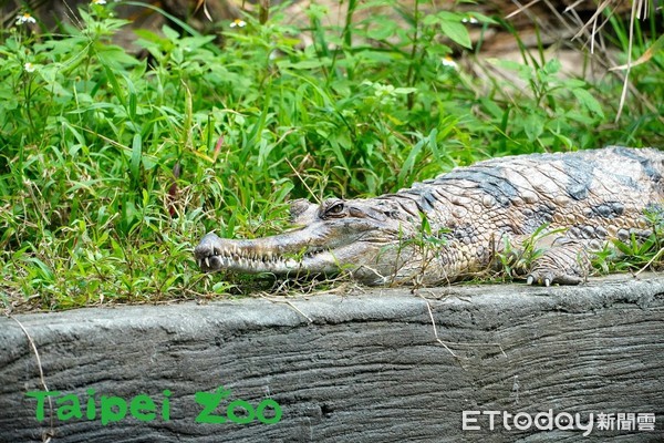 ▲馬來長吻鱷。（圖／臺北市立動物園提供）