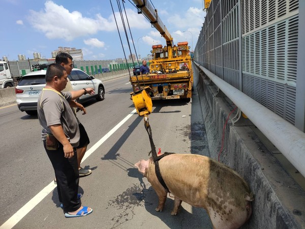 ▲▼         小豬誤闖快速道路    。（圖／記者黃子倩翻攝）