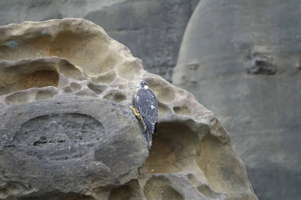 遊隼。（圖／新北市動保處／基隆野鳥學會提供）