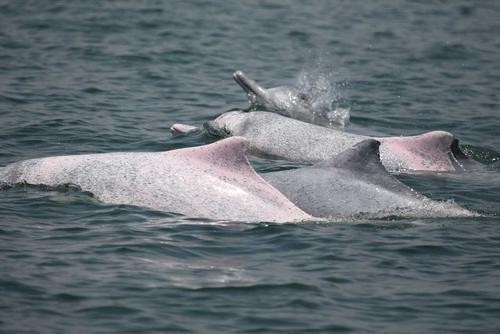 ▲廣東湛江外海出現100多頭中華白海豚聚居。（圖／翻攝澎湃新聞）