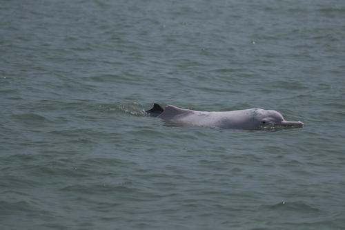 ▲中華白海豚幼年時呈現灰色，成年後變為白色。（圖／翻攝澎湃新聞）