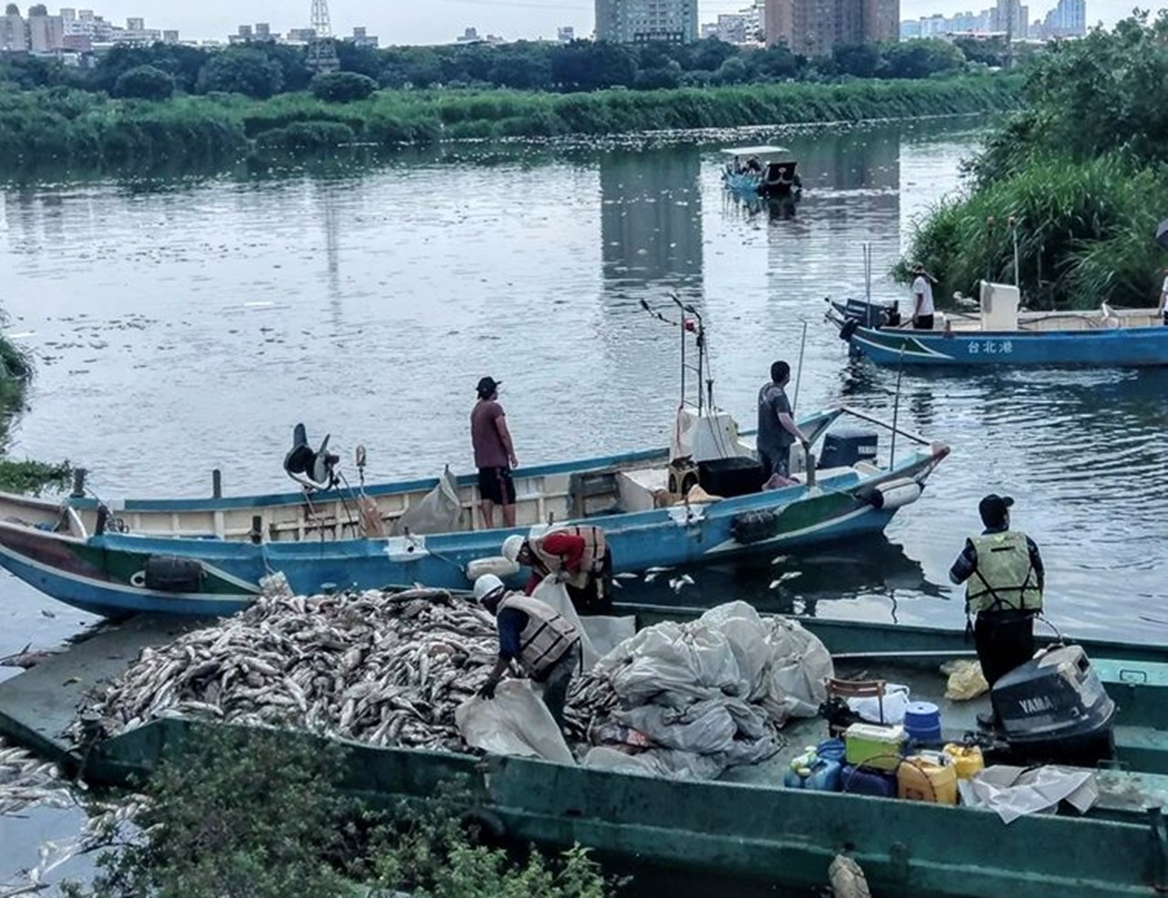 ▲▼▲▼驚！新店溪大漢溪浮現上萬魚屍 綿延數公里。（圖／翻攝自文山幫臉書）