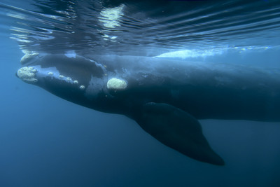 露脊鯨交配「多人運動是標配」　一次發射數百公升白液　海水染成奶湯