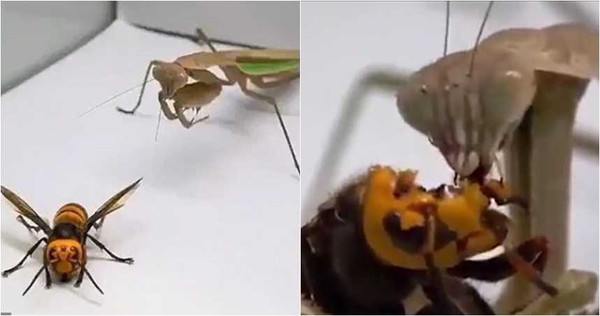 大虎頭蜂與螳螂互相對決，結局出乎意料。（圖／翻攝推特）