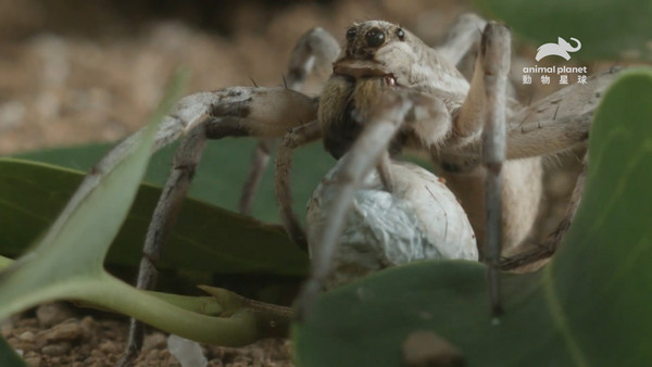 ▲▼狼蛛是種很罕見有母性行為的蜘蛛。（圖／動物星球頻道授權提供）