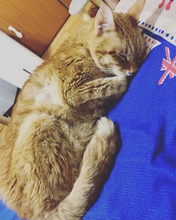 ▲陳零九選擇讓16歲癌末愛貓橘子安樂死。（圖／翻攝自陳零九Instagram）