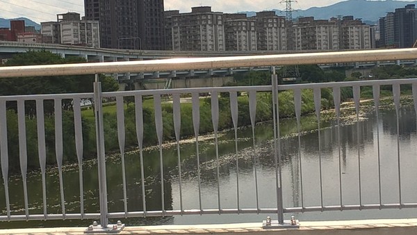 ▲▼驚！新店溪大漢溪浮現上萬魚屍 綿延數公里。（圖／翻攝自爆料公社）