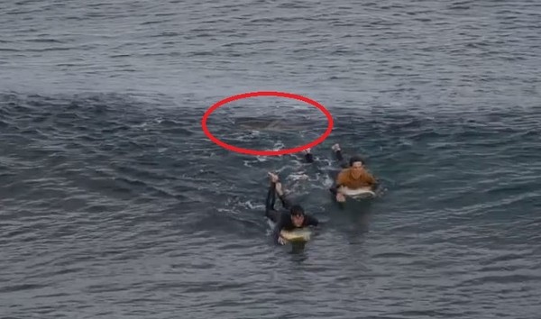 法籍遊客澳洲衝浪，揍鯊魚兩拳逃生。（圖／翻攝自臉書／Matthew Sedunary）