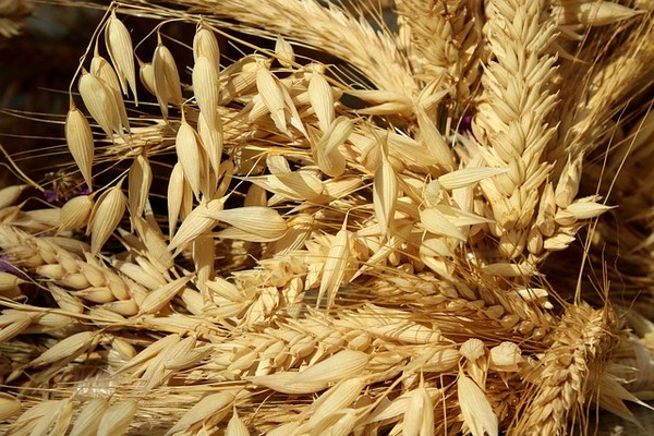 ▲▼大麥。（圖／取自免費圖庫pixabay）