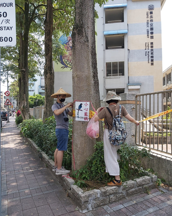 ▲▼台灣藍鵲正值繁殖季攻擊性強！　樹下行人慘被「突襲巴頭」見血。（圖／新北市動保處提供、民眾提供）