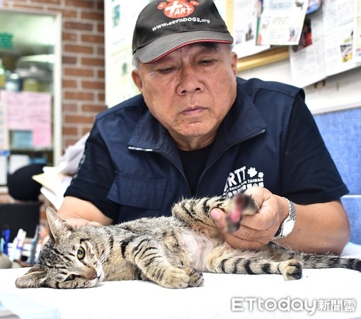 ▲▼高雄岡山浪貓誤踩捕獸夾「腳掌斷到見白骨」。（圖／台灣動物緊急救援小組提供）