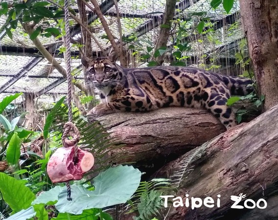 雲豹Suki。（圖／台北市立動物園提供）